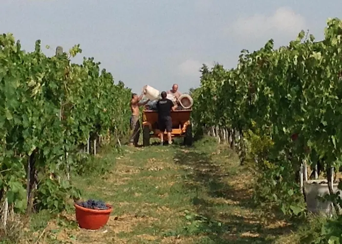Agriturismo Le Baccane