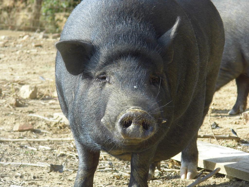 Bauernhof Le Baccane Vinci