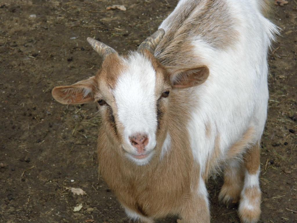 Bauernhof Le Baccane Vinci