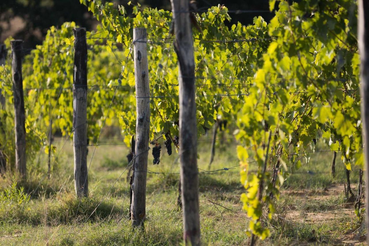 Agroturismo Le Baccane *