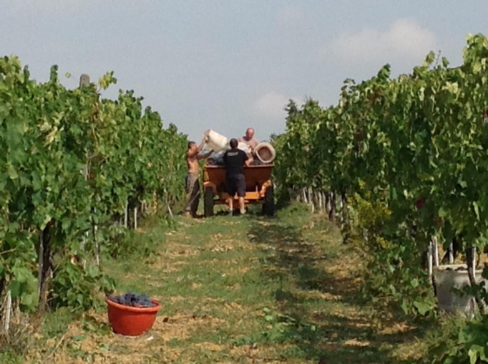 Le Baccane