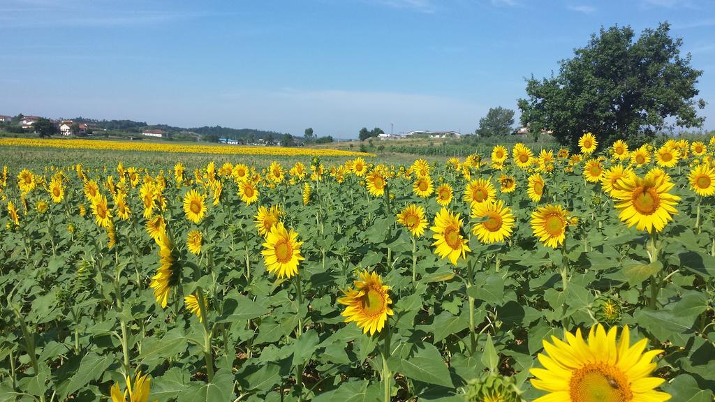 Agroturismo Le Baccane Vinci